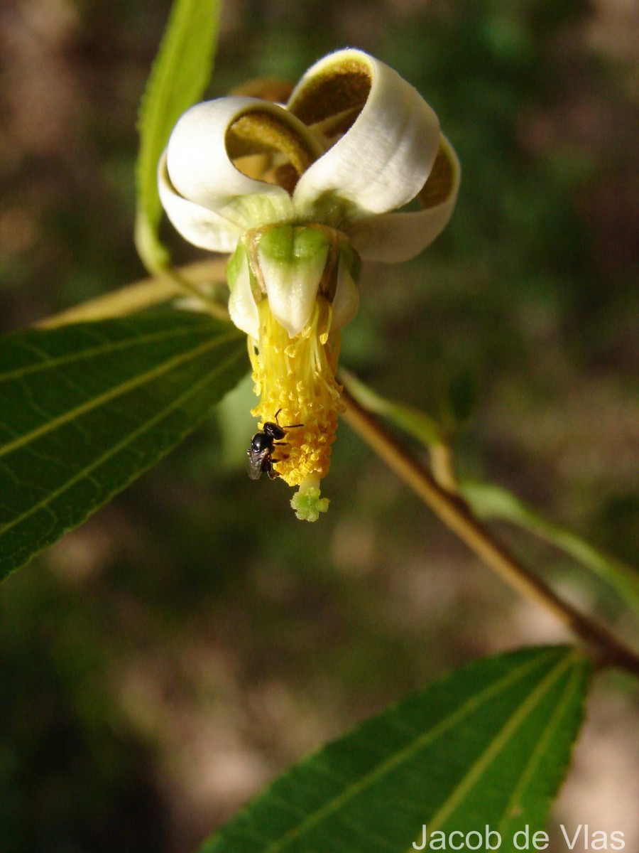 Grewia carpinifolia Juss.